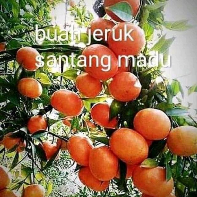 Bibit jeruk santang madu siap  buah