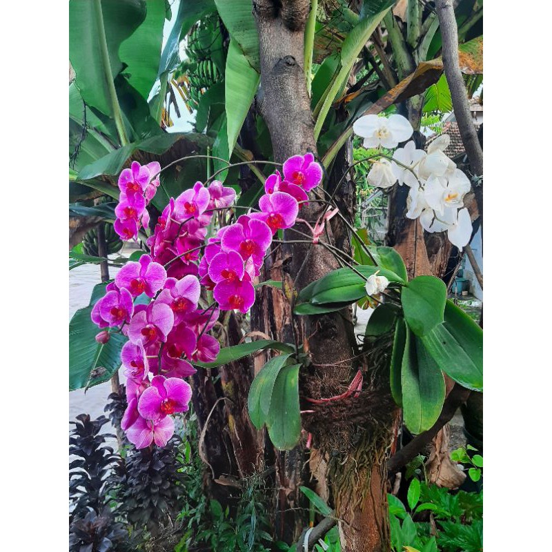 bibit anggrek bulan siap berbunga