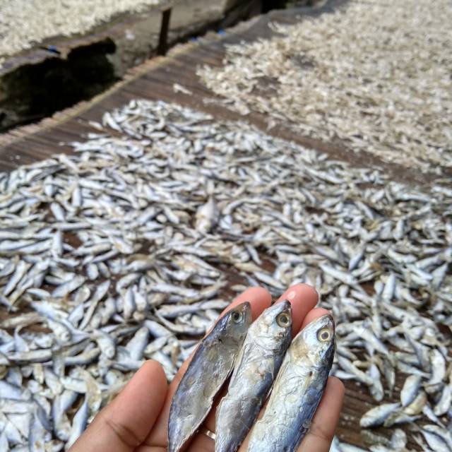 Ikan Asin Kembung