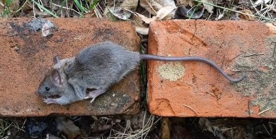 Ramtus Racun Tikus Ampuh Mati Kering Tidak Bau Pembasmi Curut Wirog Mencit Dirumah Di Mobil 2 Pack