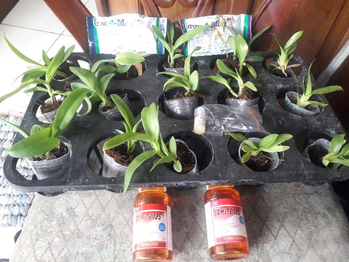 Akarisida Samite - Obat Kutu / Tungau Tanaman ( Insektisida )