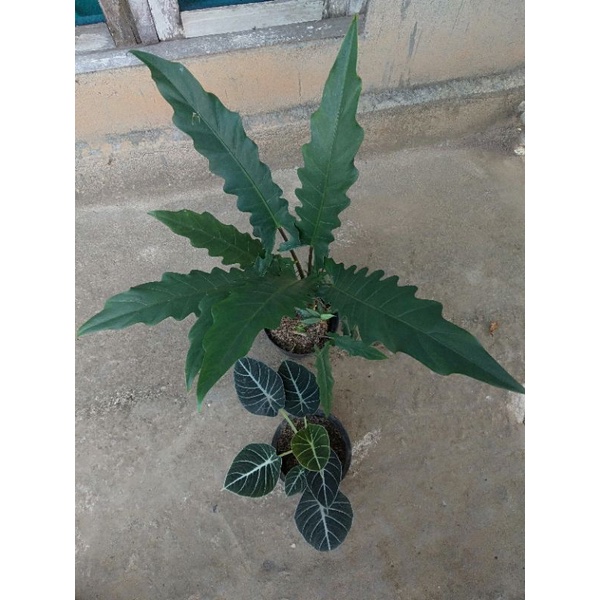 Paket Keris Papua+Velvet