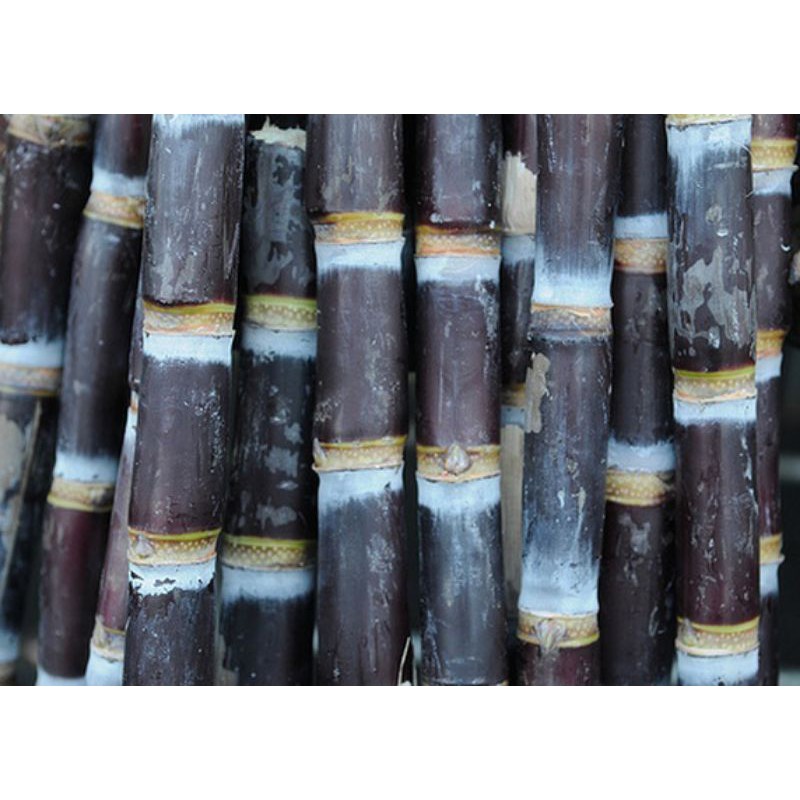 

Tebu Ireng