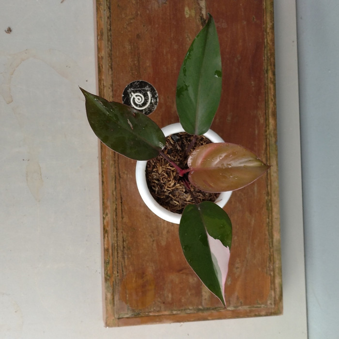 Philodendron Pink Princess - Tanaman Hias koleksi / bibit