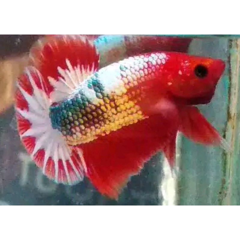 cupang real FCCP line vietnam helboy Red Head - white scale strong colour