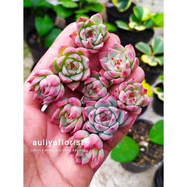 Sukulen Echeveria chihuahuaensis mini item red spesial
