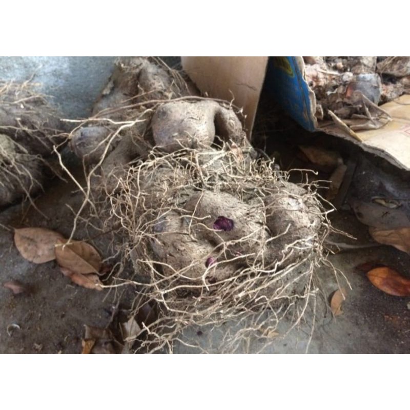 

buah uwi makanan alami obat herbal