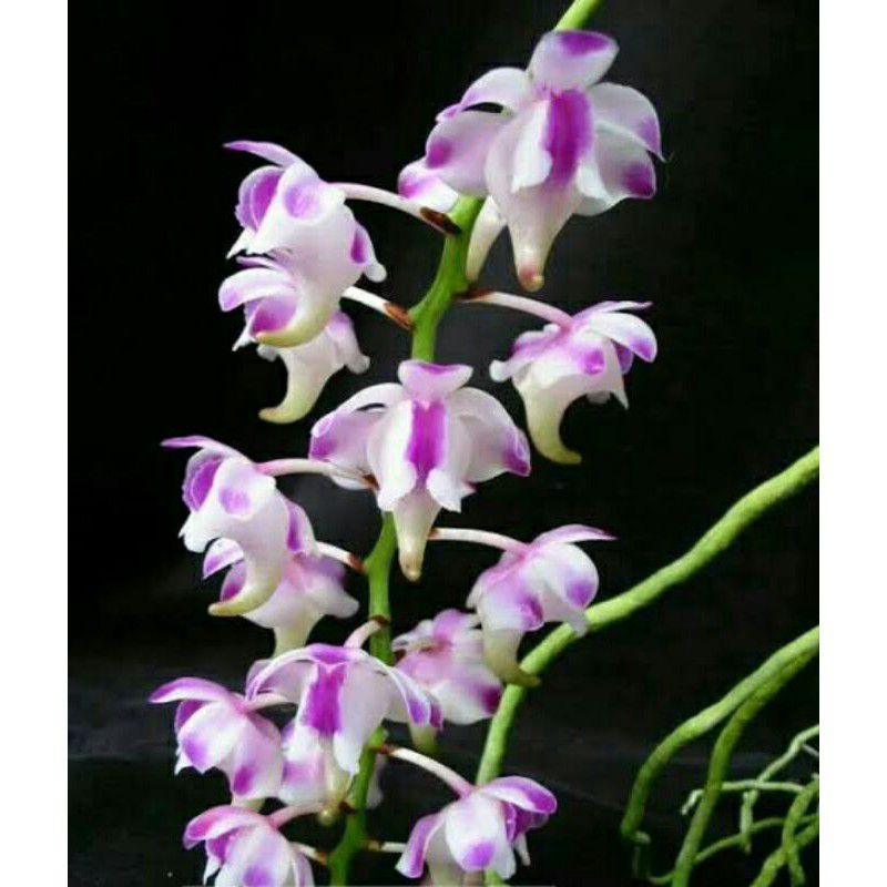 Anggrek kuku macan mini