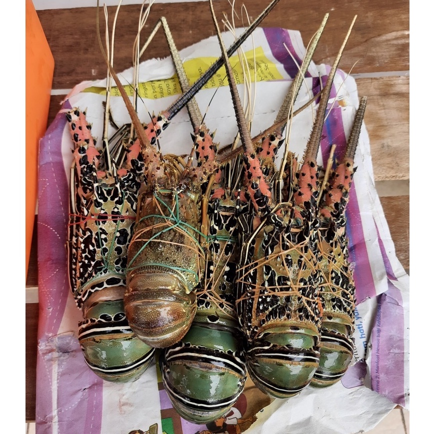 LOBSTER Bambu Batik Lobster Laut Udang Frozen Beku per 1Kg (Frozen Lobster) Lobster Segar Fresh