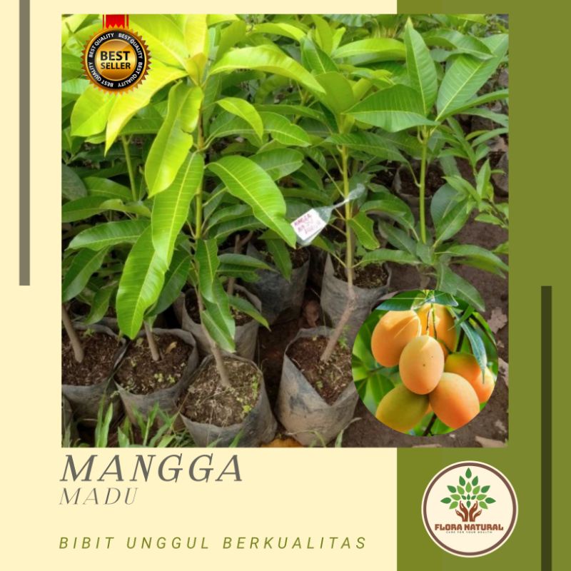 Bibit tanaman mangga madu Pohon mangga madu