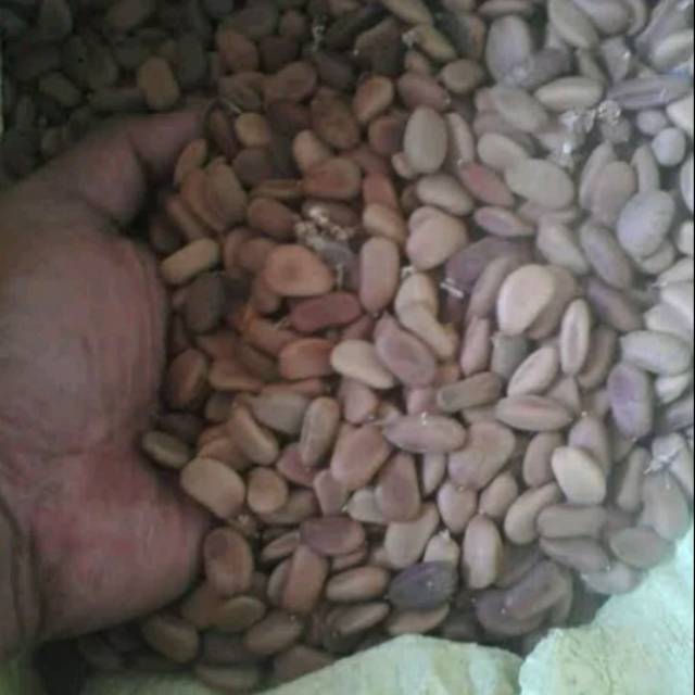 

Biji bibit kayu secang 500gr