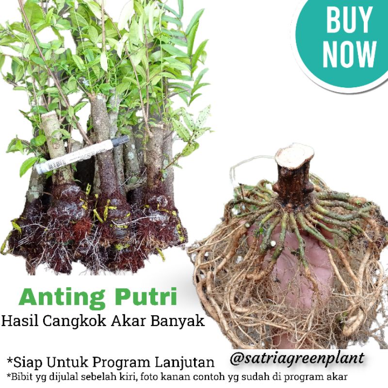 Anting Putri Cangkok