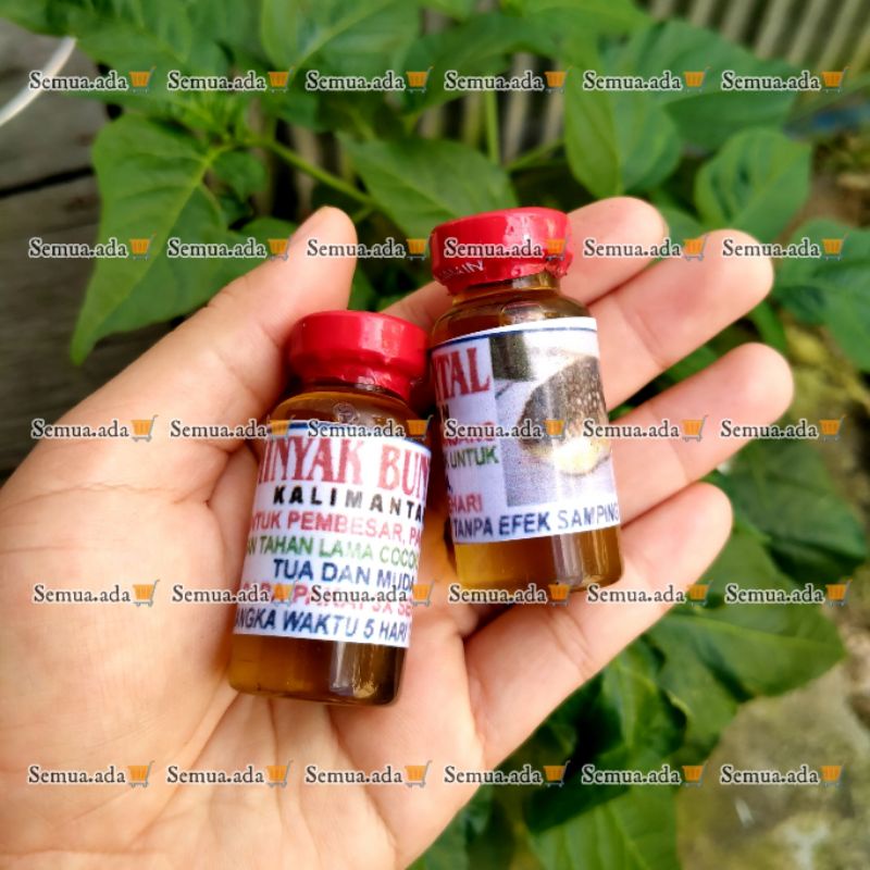 Minyak buntal kalimantan