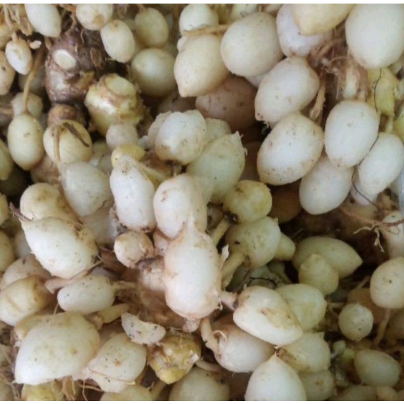 

Kunyit putih segar 1 kg