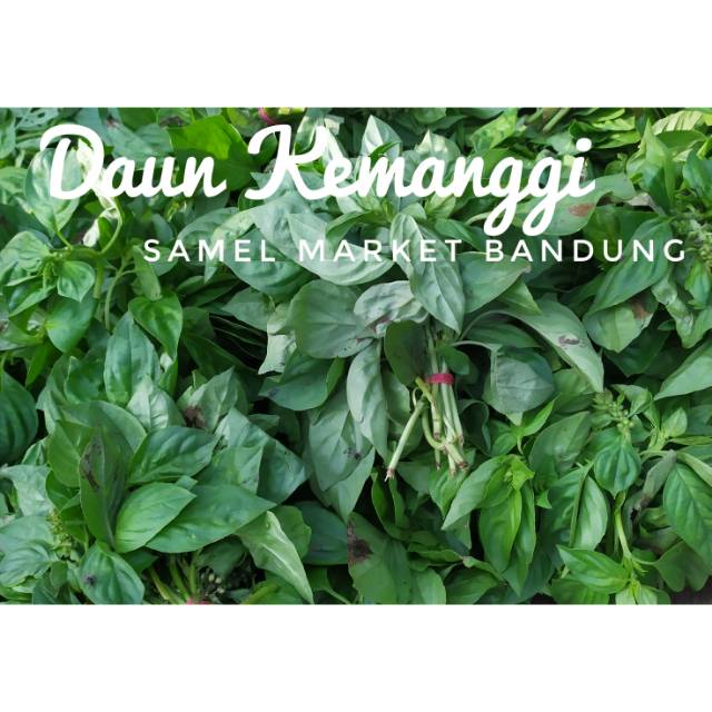 

Daun Kemanggi Segar