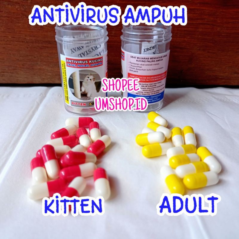 Obat Virus Kucing Calici  Panleukopenia Distemper Paling Ampuh Antivirus Cat