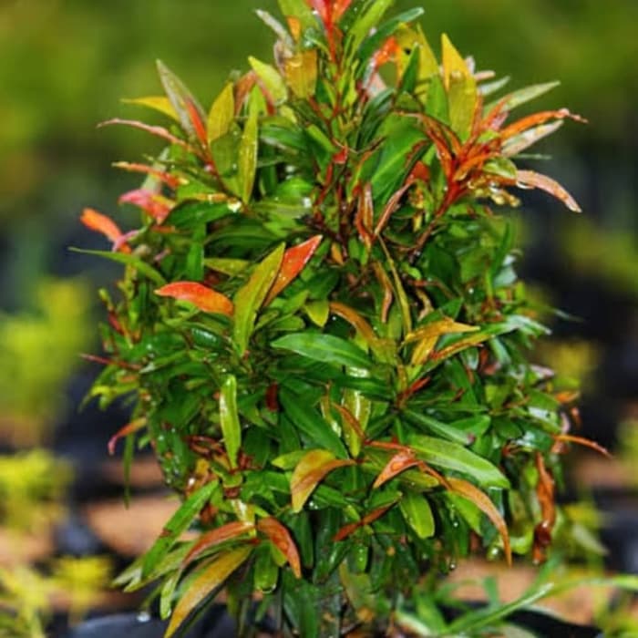 tanaman hias pucuk merah mini