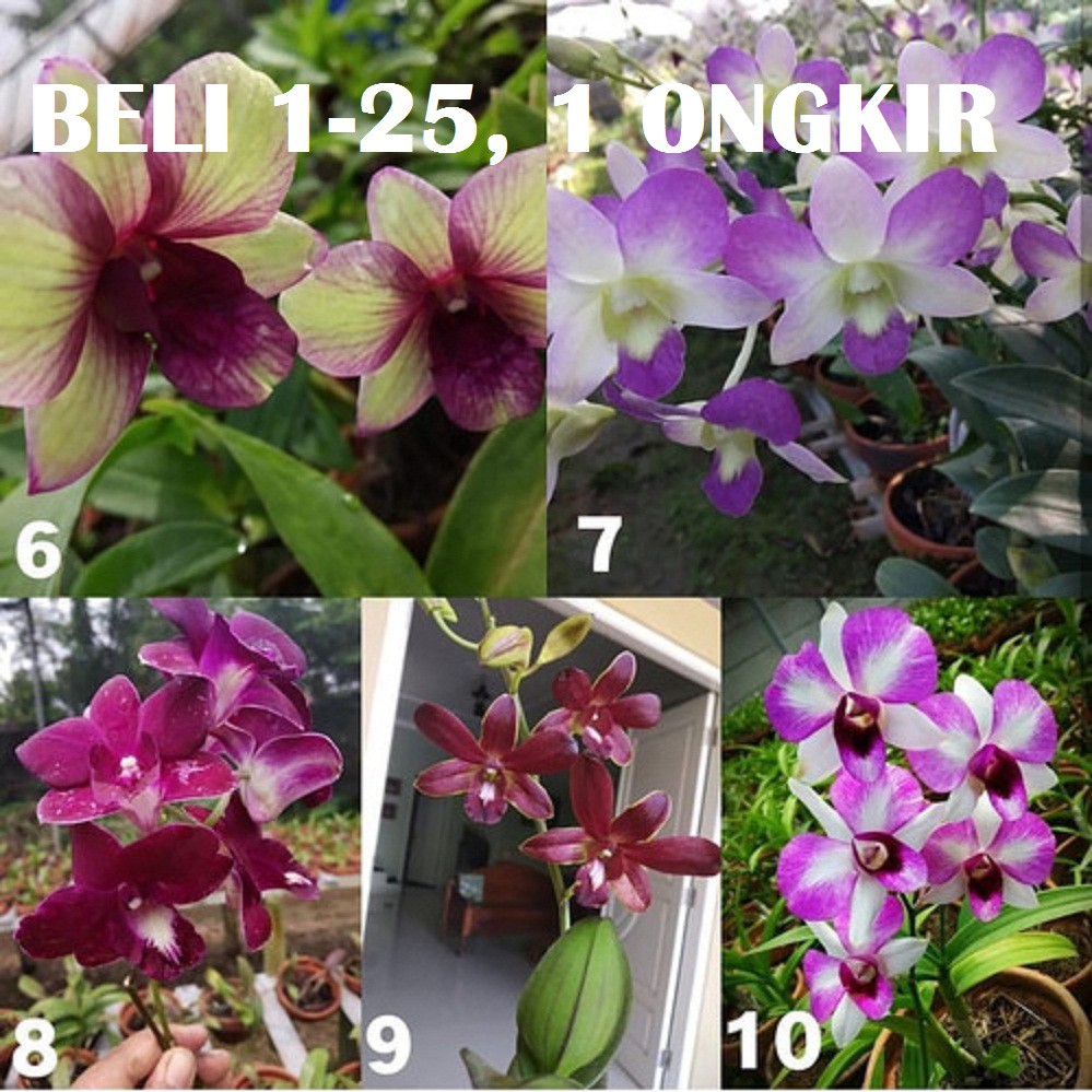 anggrek cattleya dewasa hybrid taiwan bunga besar anggrek cattleya (rp.86.125) dr. king orchid