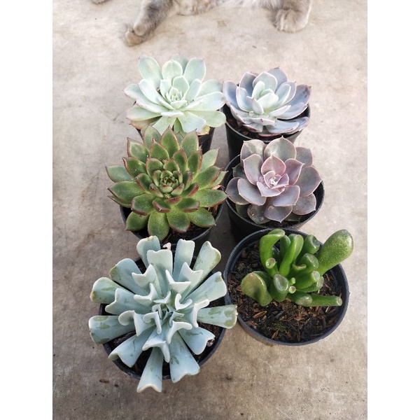 tanmman hias kaktus dan sukulen isi 6 hemat subsidi