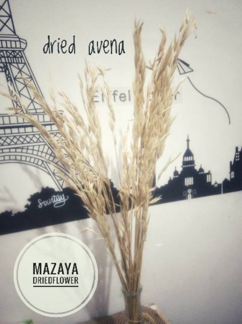 3 batang dried avena