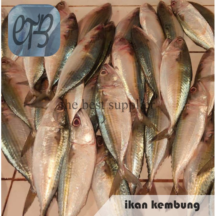 

Ikan Kembung Segar