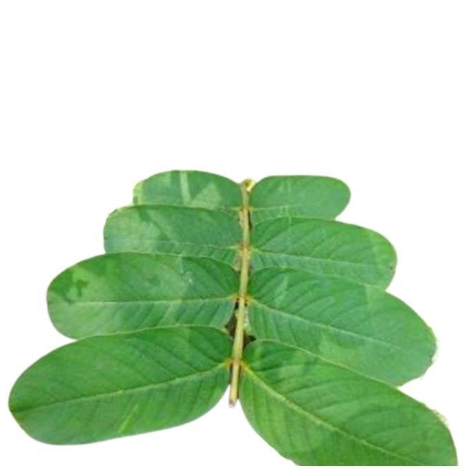 

Daun ketepeng cina atau kimanila 100gram fresh & organic