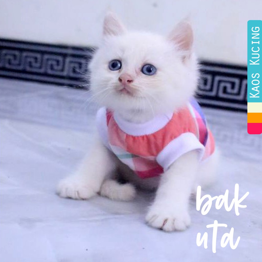 Kaos rumahan kotak-kotak pelangi untuk kucing dan anjing / baju kucing murah size S-XL