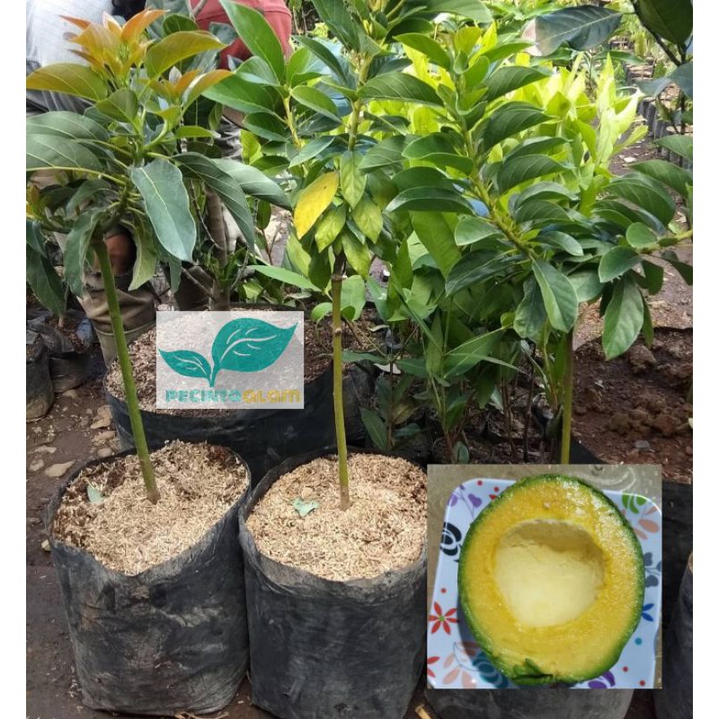 Bibit pohon alpukat miki / Tanaman buah alpukat/alpukat miki