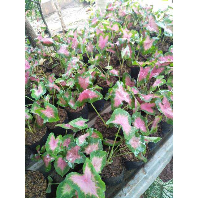 Tanaman keladi hias pink mini