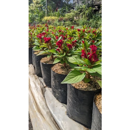 Celosia jengger ayam merah - tanaman celosia cristata red murah