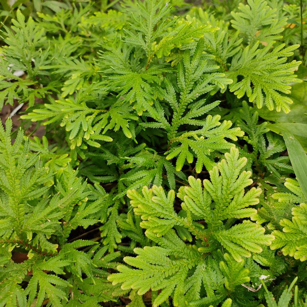 No 31 Tanaman Hias Miana/coleus/iler/jawe Kotok