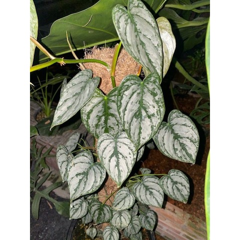 JUAL TANAMAN HIAS PHILO BRANDTIANUM PHILODENDRON BRANDTIANUM EKONOMIS TANAMAN HIDUP ASLI