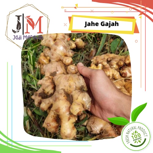

[JM SoFresh] - Jahe Gajah / Jahe Putih