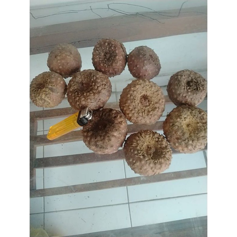 Bibit Porang dari umbi isi 5-10