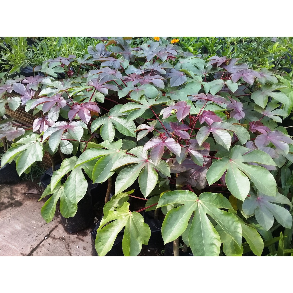 Pohon Jarak Wulung Jarak Merah Jatropha Gossypiifolia