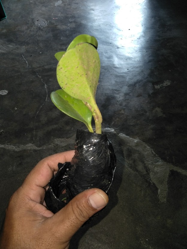 Murah Tanaman Hias Indoor Paperomia Hijau - Jade