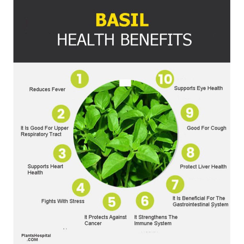 BASIL LEAF TEA : INDONESIAN BASIL TEA / TEH DAUN KEMANGI (30 Tea Bag)