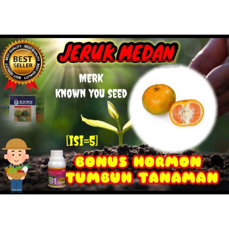 Benih Jeruk Medan Known you seed
