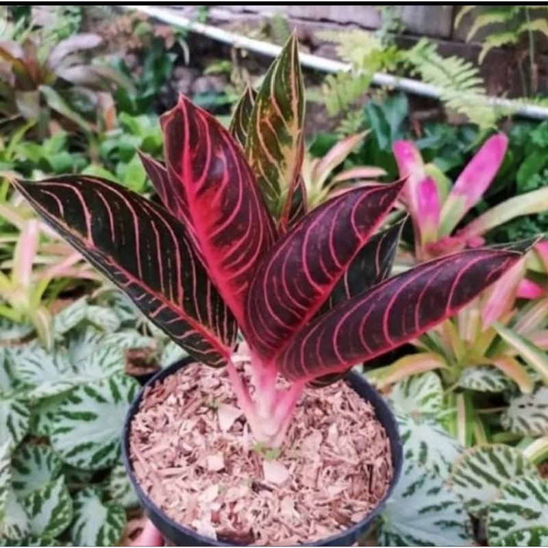 Bunga aglonema Red Sumatra (POS)