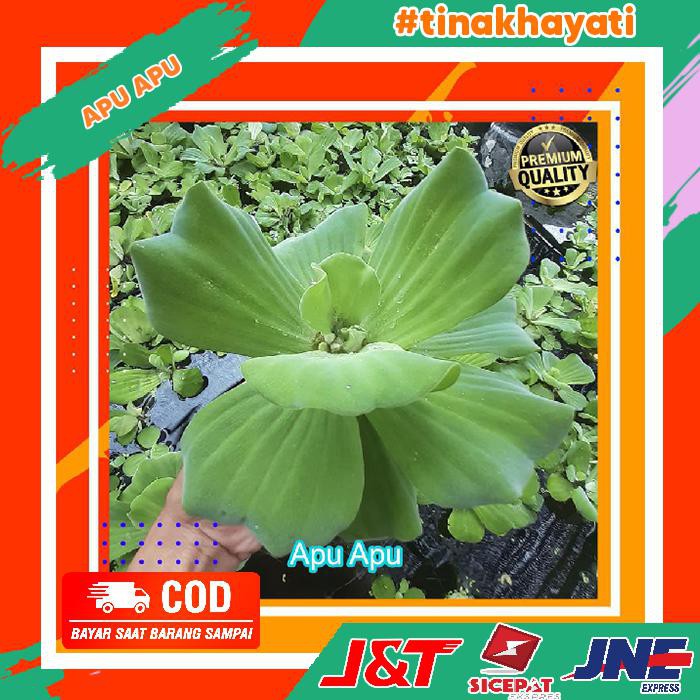 Jual Apu Apu Super Tanaman Apung Hiasan akuarium tanaman aquascape ...