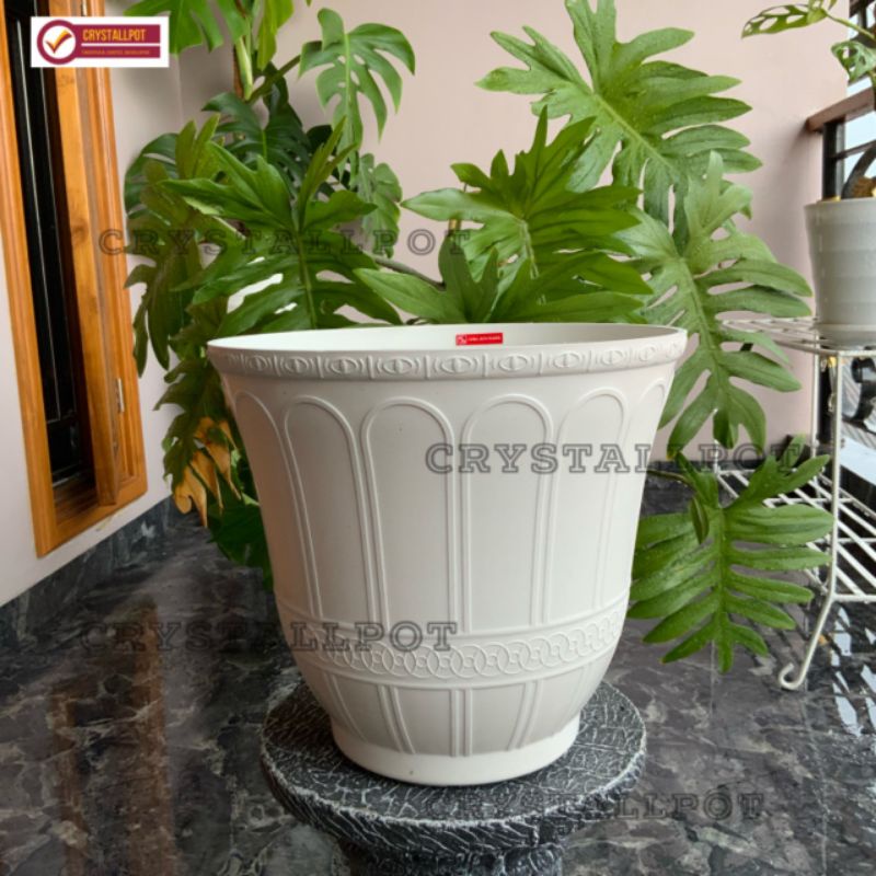 pot bunga tanaman roma putih tinggi 20cm - CJP ROMA PUTIH