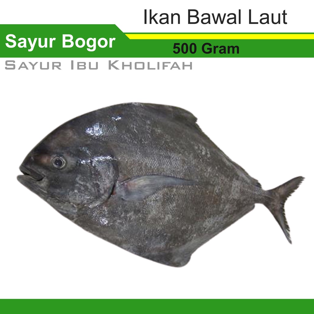 Ikan Bawal Air Laut Segar 500 Gram Ikan Segar Bogor