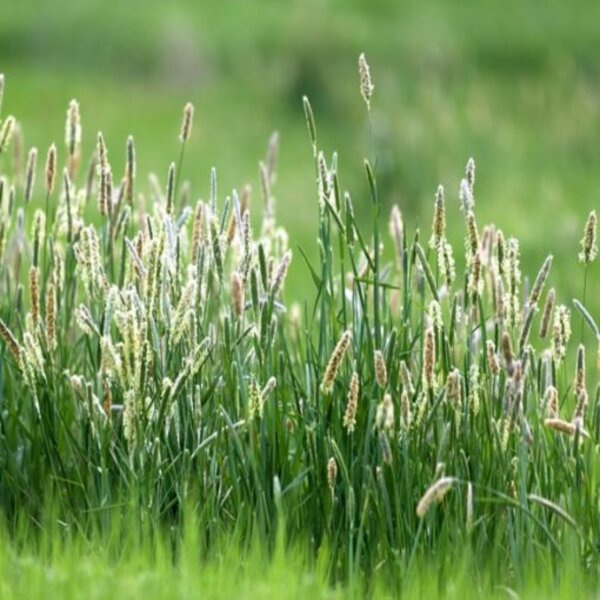 Benih Biji Bibit Rumput Timothy Hay Grass Odot Pakan Ternak Kelinci