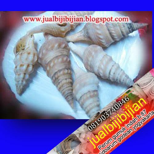 kerang laut grigi (  kerang laut unik bahan hiasan asesoris prakarya dari kerang laut