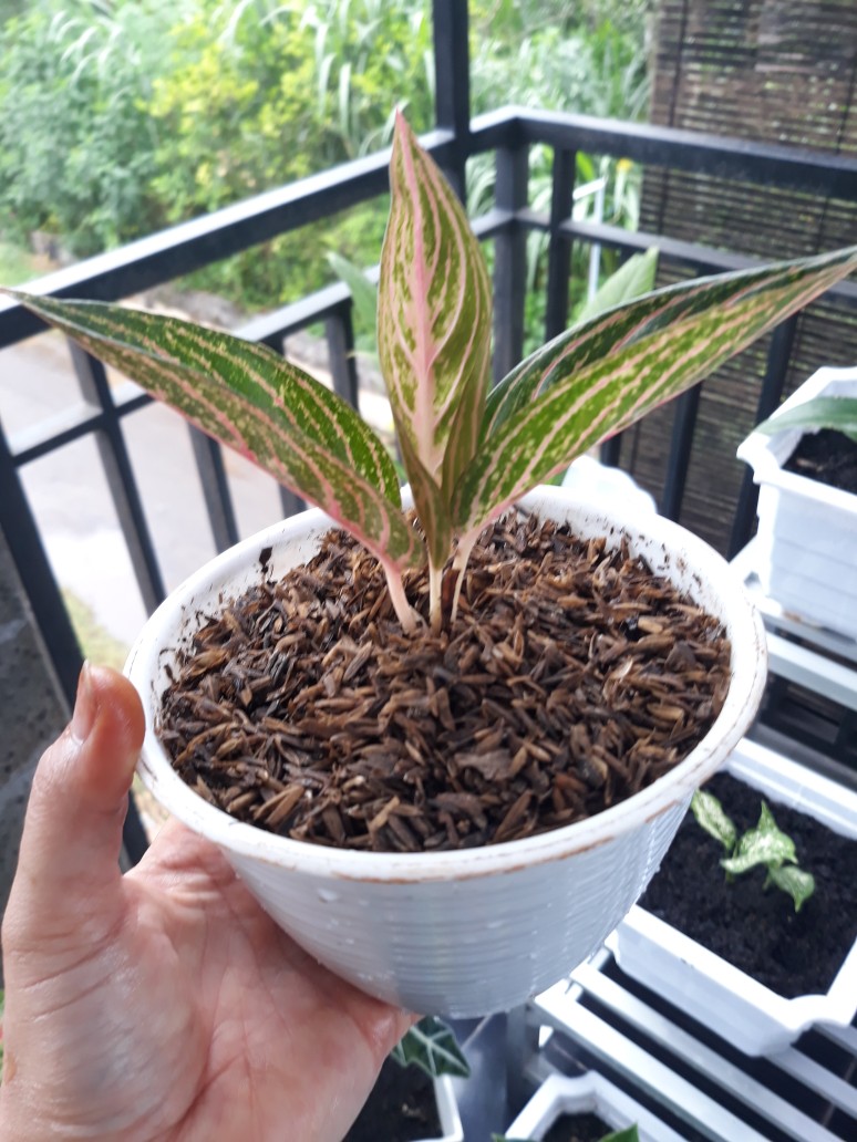Bibit Aglonema Legacy Mangkok 2-3 Daun