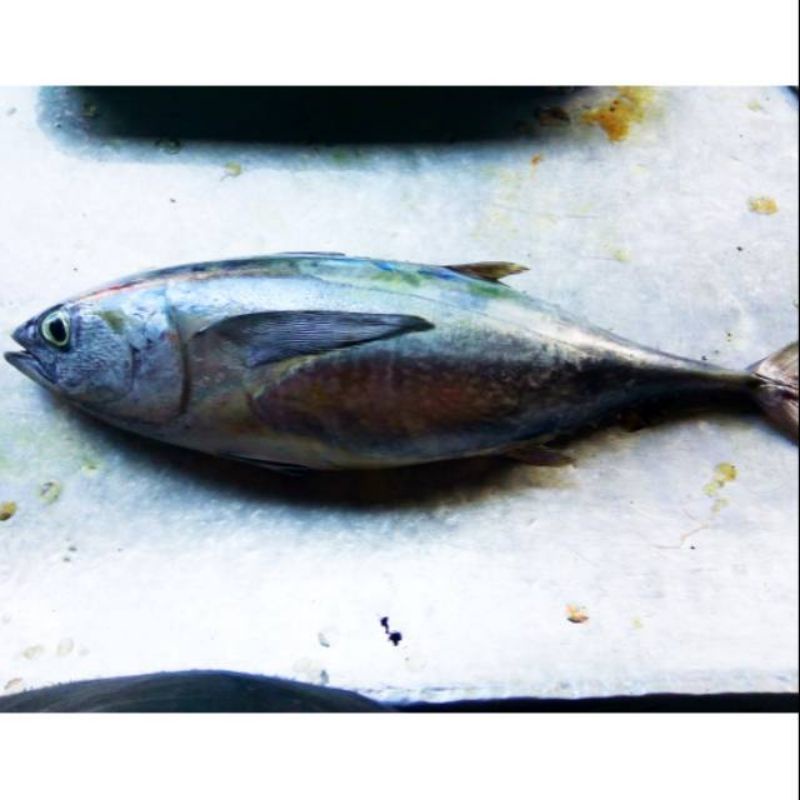

ikan tongkol 1kg
