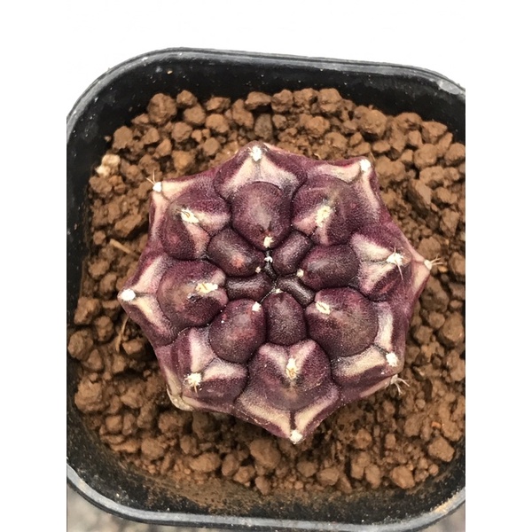 Gymnocalycium Daydream gymno day dream ownroot kaktus rare