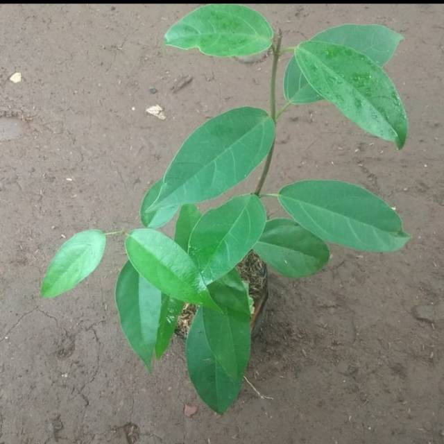 

Pohon cincau hijau/ cincau perdu