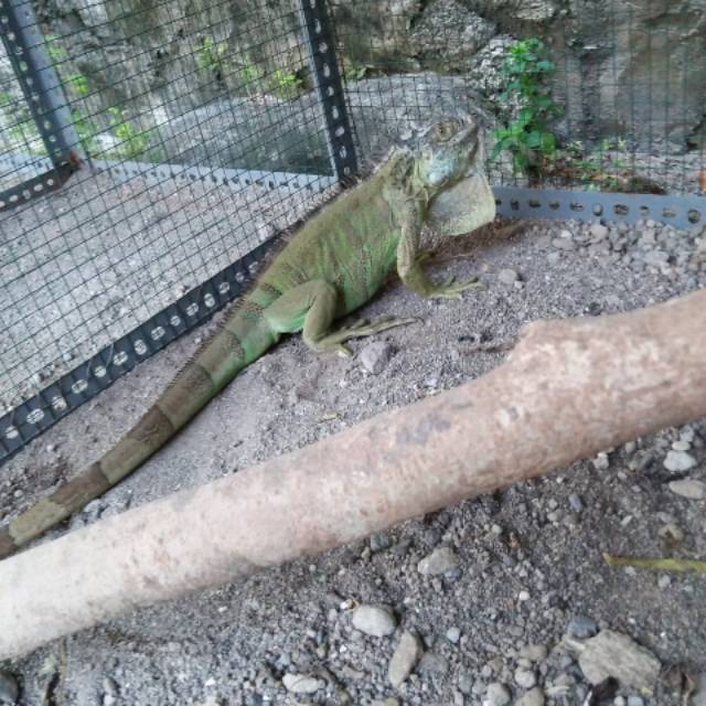 Iguana Green Jantan