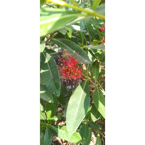 tanaman santos \ pakan klanceng\vegetasi lebah